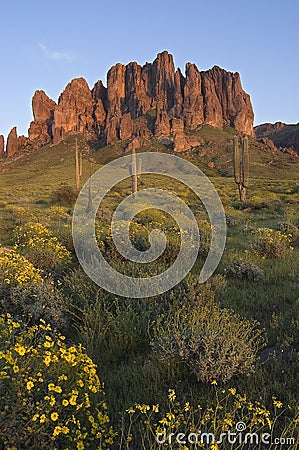 Superstition Mountain and field of Brittlebush Stock Photo