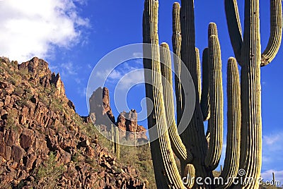 Superstition Mountains Cactus Stock Photo