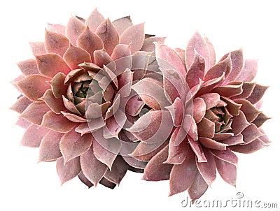 Supervivum Succulents Stock Photo