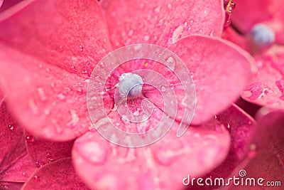 Super small macro of a pink flower Stock Photo