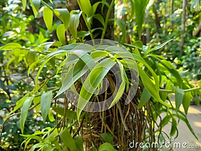 supplejack vine on the tree natural Stock Photo