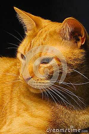 Supremely Handsome Orange Tabby Cat Profile Stock Photo