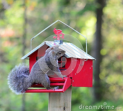 Suqirrel trying to get the sunflower seeds from the feeder. Stock Photo