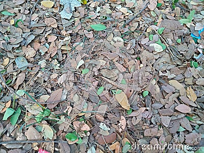 Surabaya, October 09, 2023. A collection of leaves that have fallen due to dryness and wind. Stock Photo