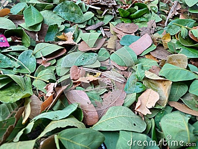 SURABAYA, October 08, 2023. THE LEAVES FELL IN THE STRONG Stock Photo