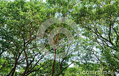 Surabaya, October 09, 2023. Trees with dense and shady leaves make the air feel fresher and more comfortable. Stock Photo