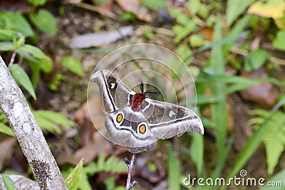 The Suraka Silk Moth (Antherina suraka) in Ranomafana national p Stock Photo