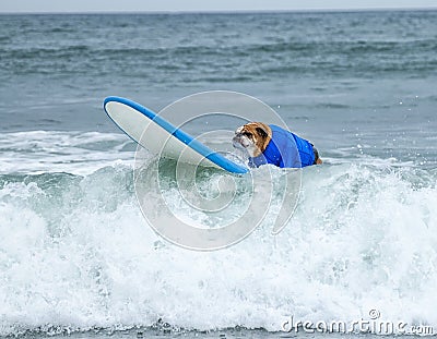 Surf Board Surfer Dog Stock Photo