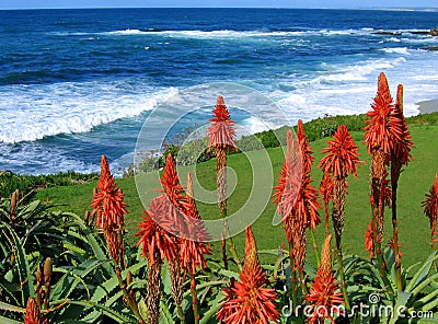 Surf with red succulents Stock Photo