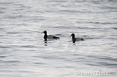 Surf scoter swmming in the ocean Stock Photo
