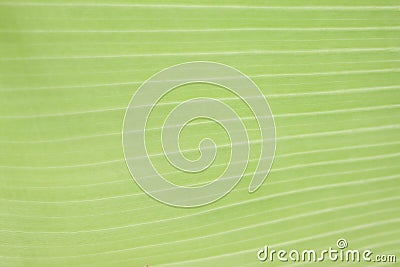 Surface of banana leaf in the garden. Stock Photo