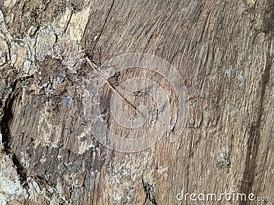 the surface of the bark is dry and beautifully textured Stock Photo