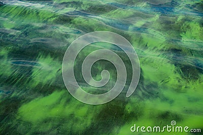 Surface of lake water blooming with algae Stock Photo