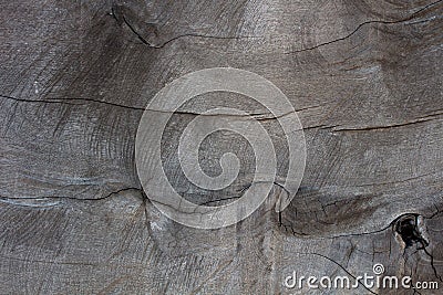 The surface of the large trees that were privatization with traces of sawing. Stock Photo