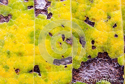 The surface of the leaf of the tree,Leaf macro, detail, color, clarity, lines, shading. Stock Photo