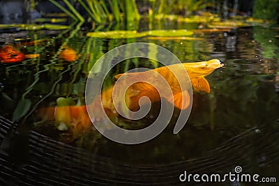 Surface level image of a Koi carp coming up to the surface for a pellet of food in a fish pond wiht a waterlily Stock Photo