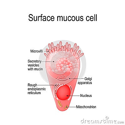 Surface mucous cell Vector Illustration