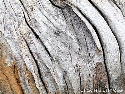 Surface of an old decomposed wood trunk as texture Stock Photo