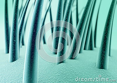 Surface of the skin, hair, hair health, Trichology, dandruff of the hair. Stock Photo