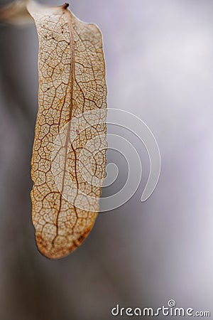 Surface texture of an old dryed leaf Stock Photo