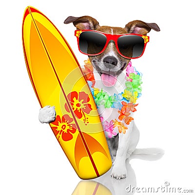 Surfer dog Stock Photo