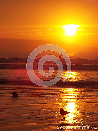 Surfing at the beach at sunset Stock Photo