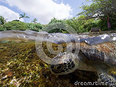 Surfing green turtle Stock Photo