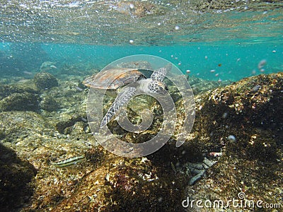 Surfing green turtle Stock Photo