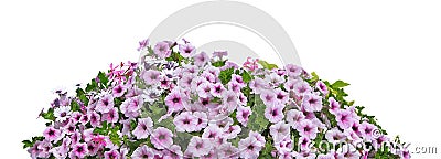 Surfinia mauve with bright blooms isolated Stock Photo