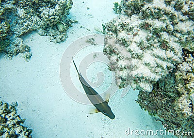 Surgeonfish from Above Stock Photo