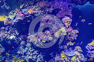 surgeonfish fishes of sea aquarium Stock Photo
