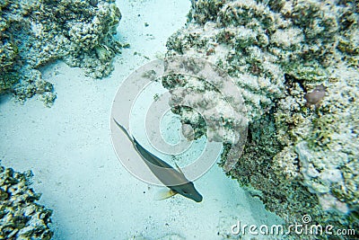 Surgeonfish Swimming in Coral Reef Stock Photo