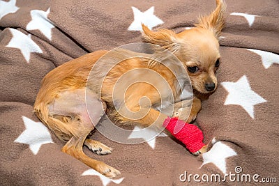 Surgical correction luxation of the patella in the dog. Stock Photo