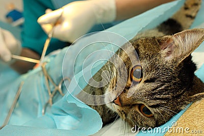 Surgical sterilization of cat Stock Photo