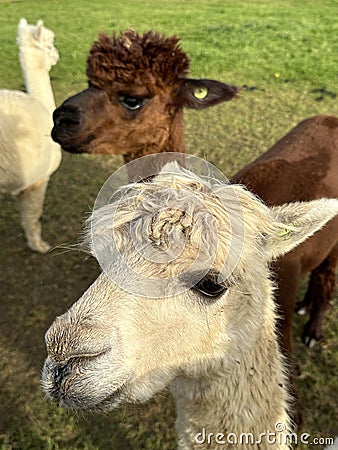 Suri and Huacaya alpacas, portrait Stock Photo