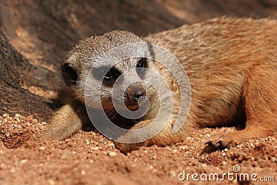 Suricata Stock Photo