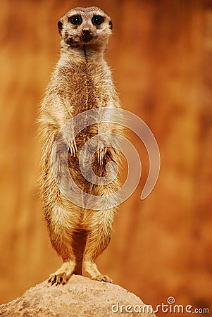 Suricata Stock Photo