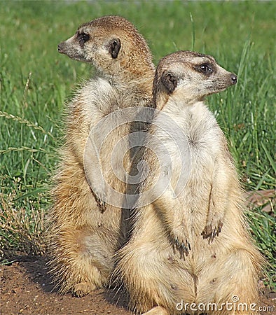 suricata Stock Photo