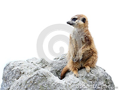 Suricata isolated Stock Photo