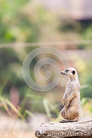 Suricata looking away Stock Photo