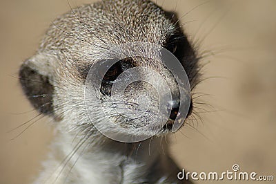 Suricata meerkat Stock Photo