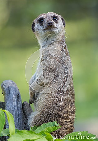 Suricata portrait Stock Photo