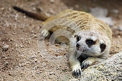 The Suricata suricatta or meerkat is sit down and rest on sand floor Stock Photo