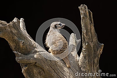 Suricata Stock Photo