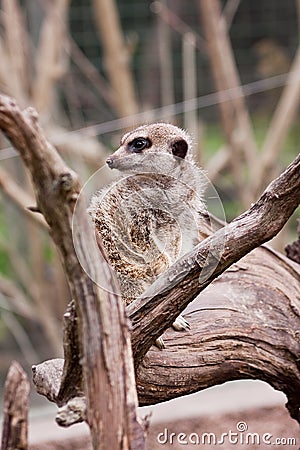 Suricate Stock Photo