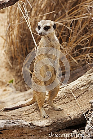 Suricate on guard Stock Photo