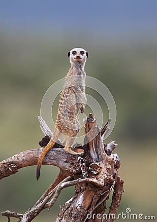 Suricate lookout Stock Photo