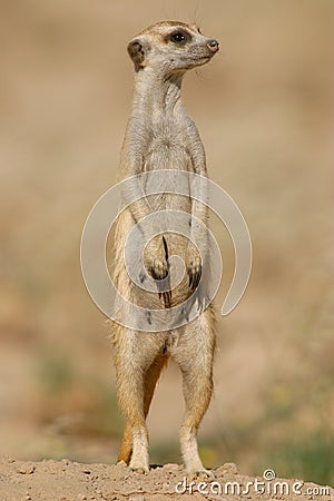 Suricate (meerkat) Stock Photo