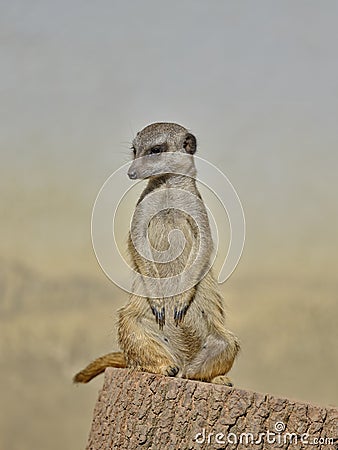 Suricate meerkat guard sitting on the wood Stock Photo