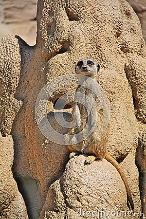 Suricate Meerkat Stock Photo